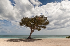 José-María-Mellado_Árbol-con-nubes_100x180-cm