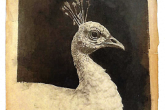 Pavo-35-x-27-cm-Grafito-y-lápices-de-color-sobre-papel-2022-Morago